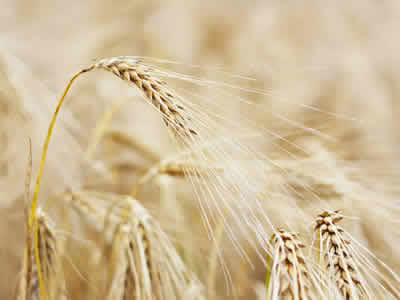 几次恋爱能让你成熟?