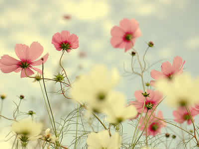 �������ֻ��͵�Ů��				