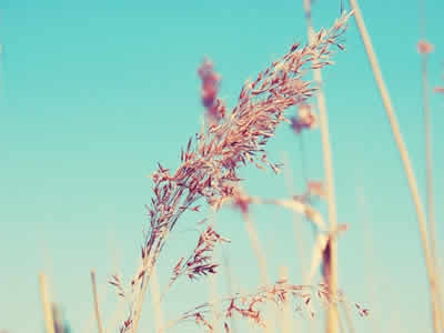 ��������һ����Ϯ�Ĳݸ��壿				